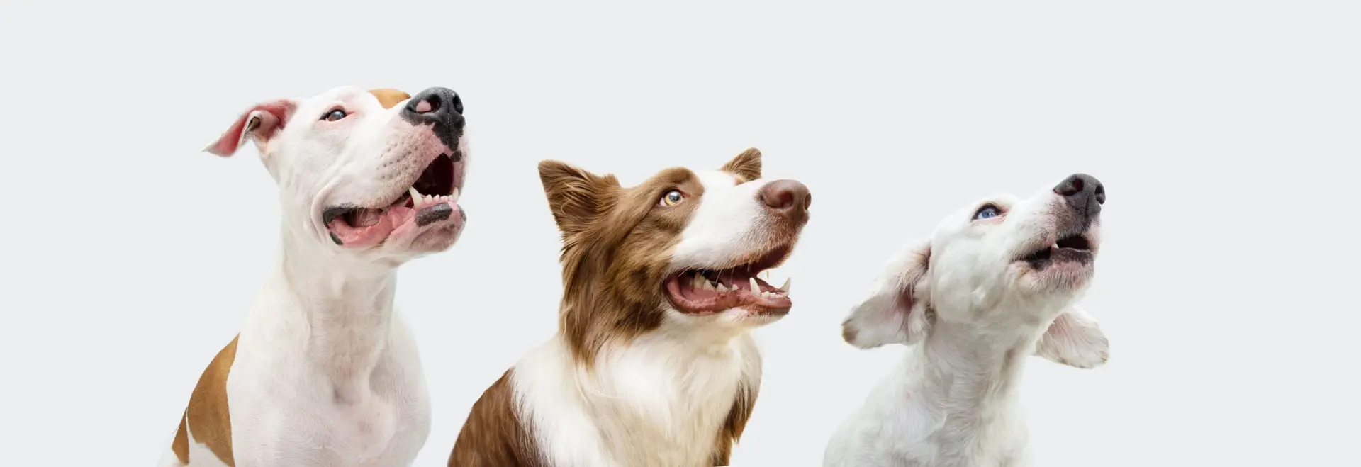 Hundesport ist Teamsport - 3 Hunde mit Blick nach rechts